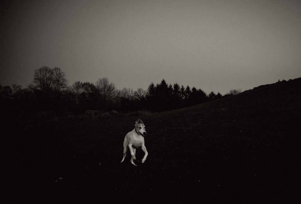 Great Dane Dog Running in North Park