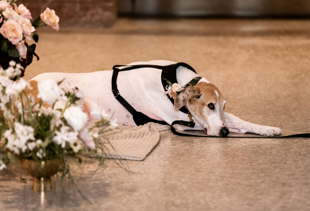 Dog at Wedding Ceremony