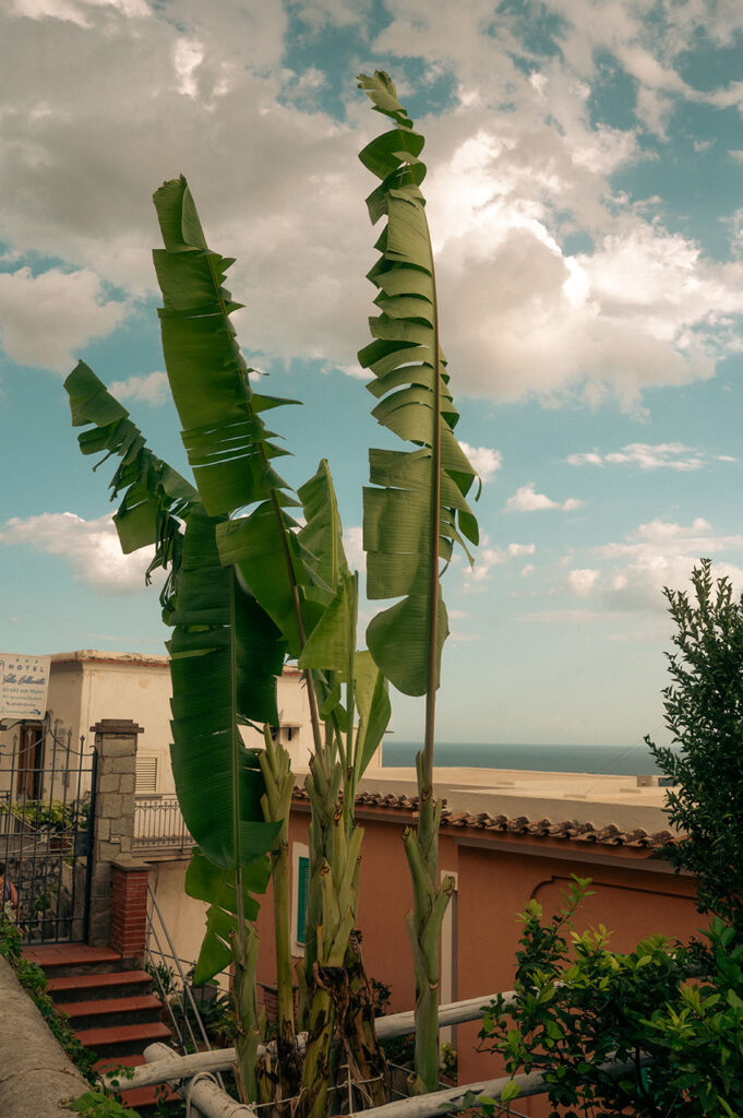 Banana tree in Almalfi Coast in Italy