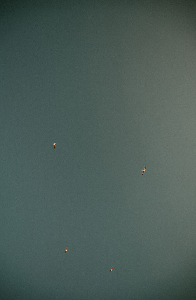 Birds Flying during engagement session at Presque Isle in Erie PA