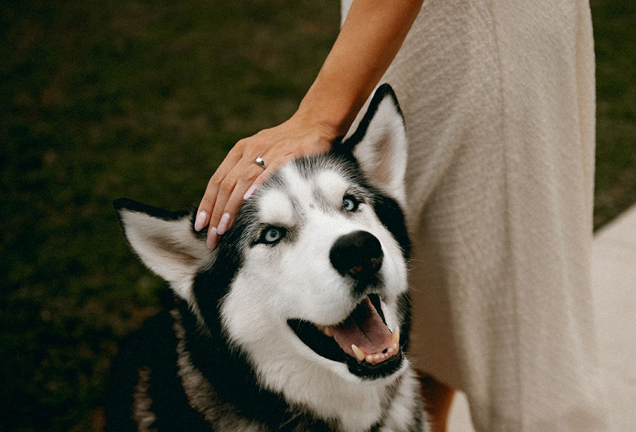 Bride to be holds Husky's head showing off engagement ring