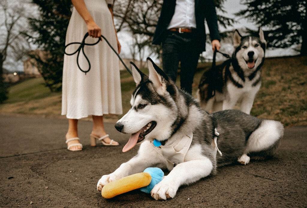 Husky Dog playing with ring toy