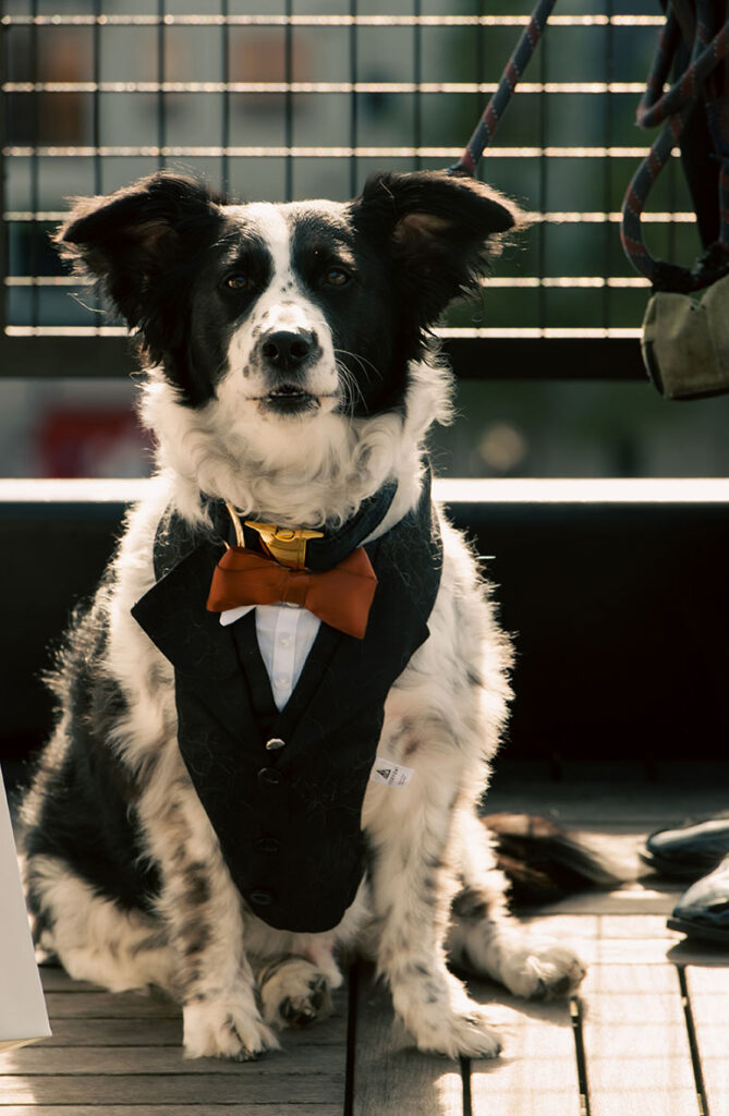 Couple including dog in wedding portraits in Lawrenceville Pittsburgh with urban aesthetic