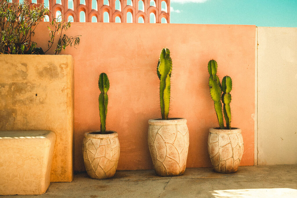 Quiet courtyard at Casa Amate surrounded by pink walls and tropical greenery