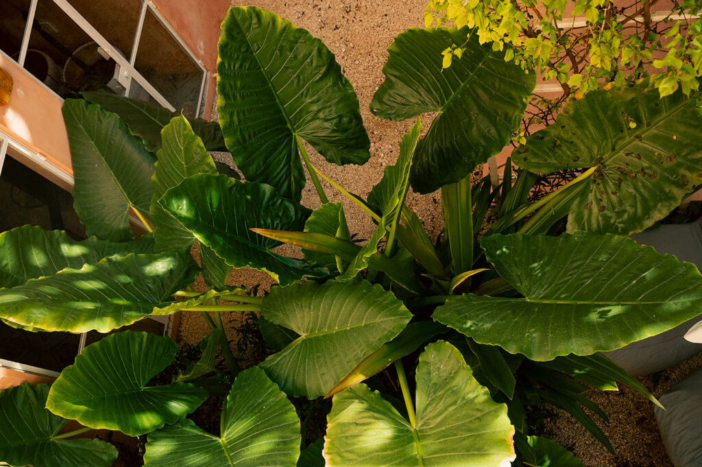 Tropical plants against the pink architecture of Casa Amate Mérida