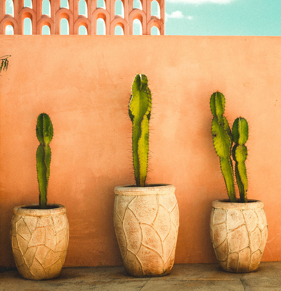Tropical plants against the pink architecture of Casa Amate Mérida